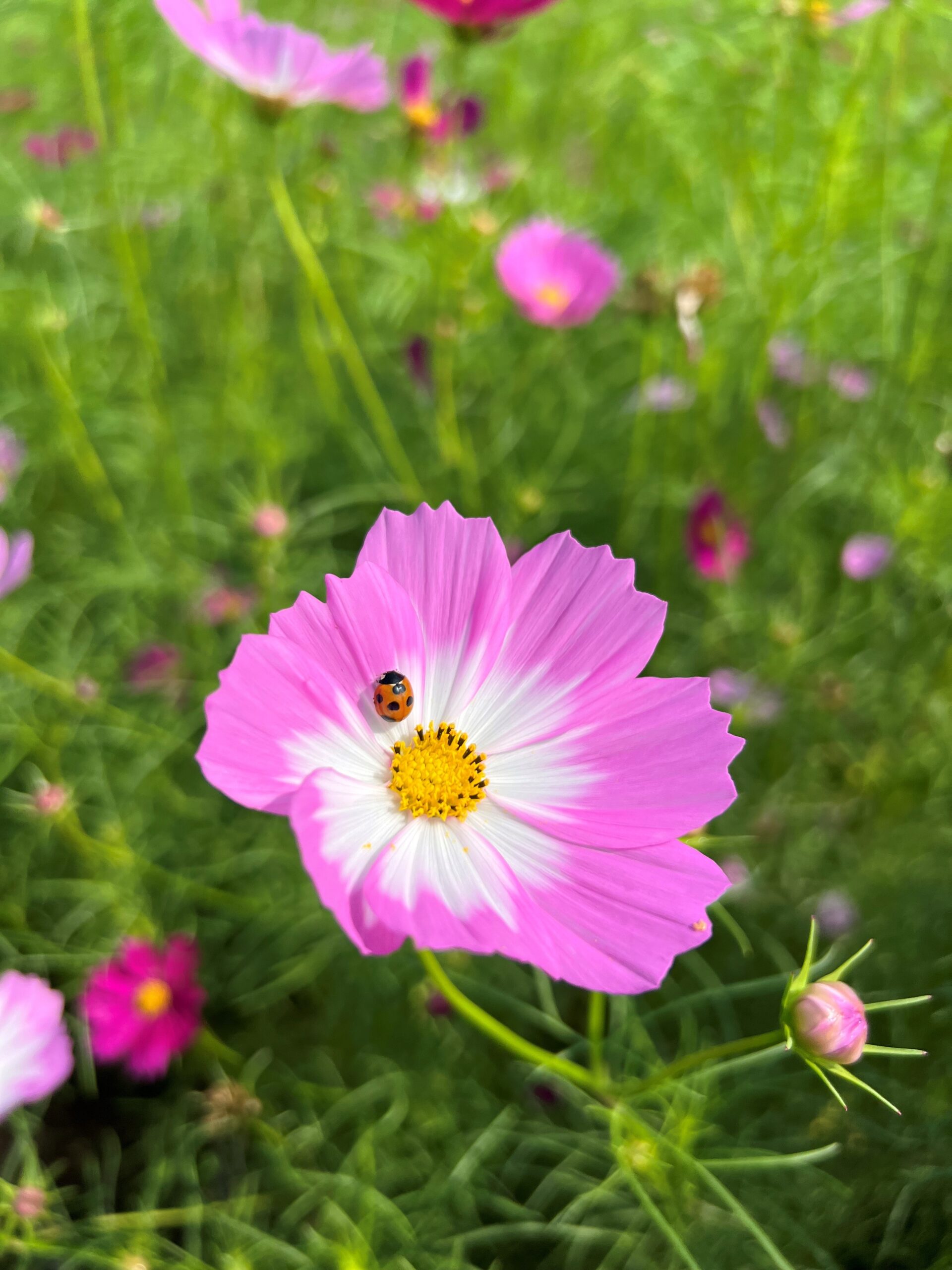 10月2日コスモス畑①